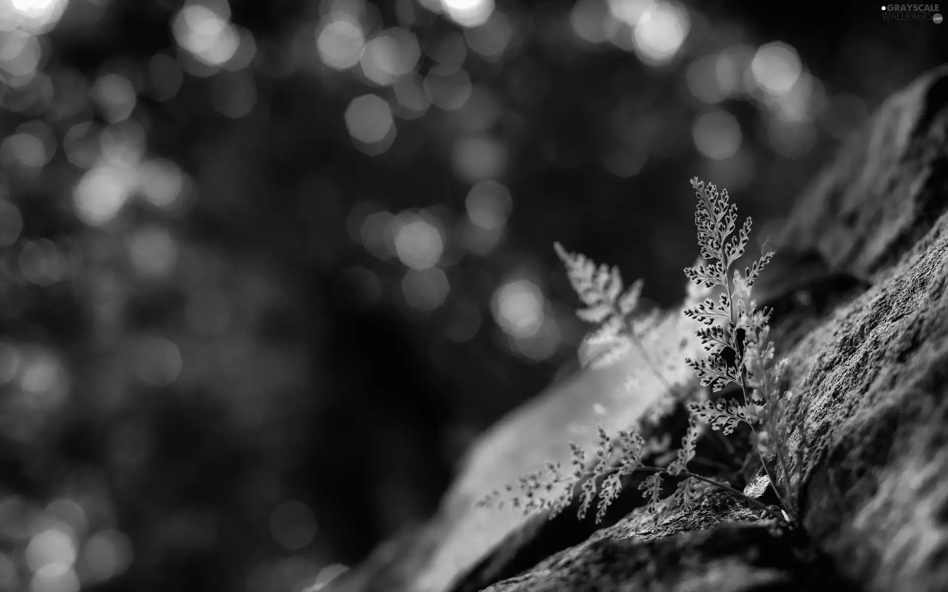 Fern, Rocks