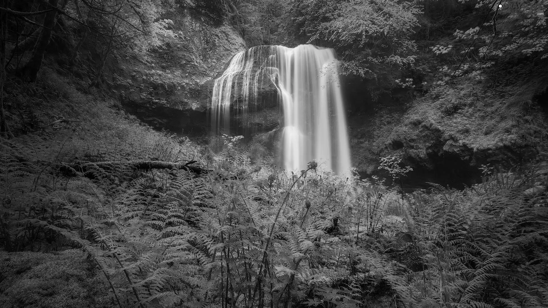 forest, waterfall, fern, rocks