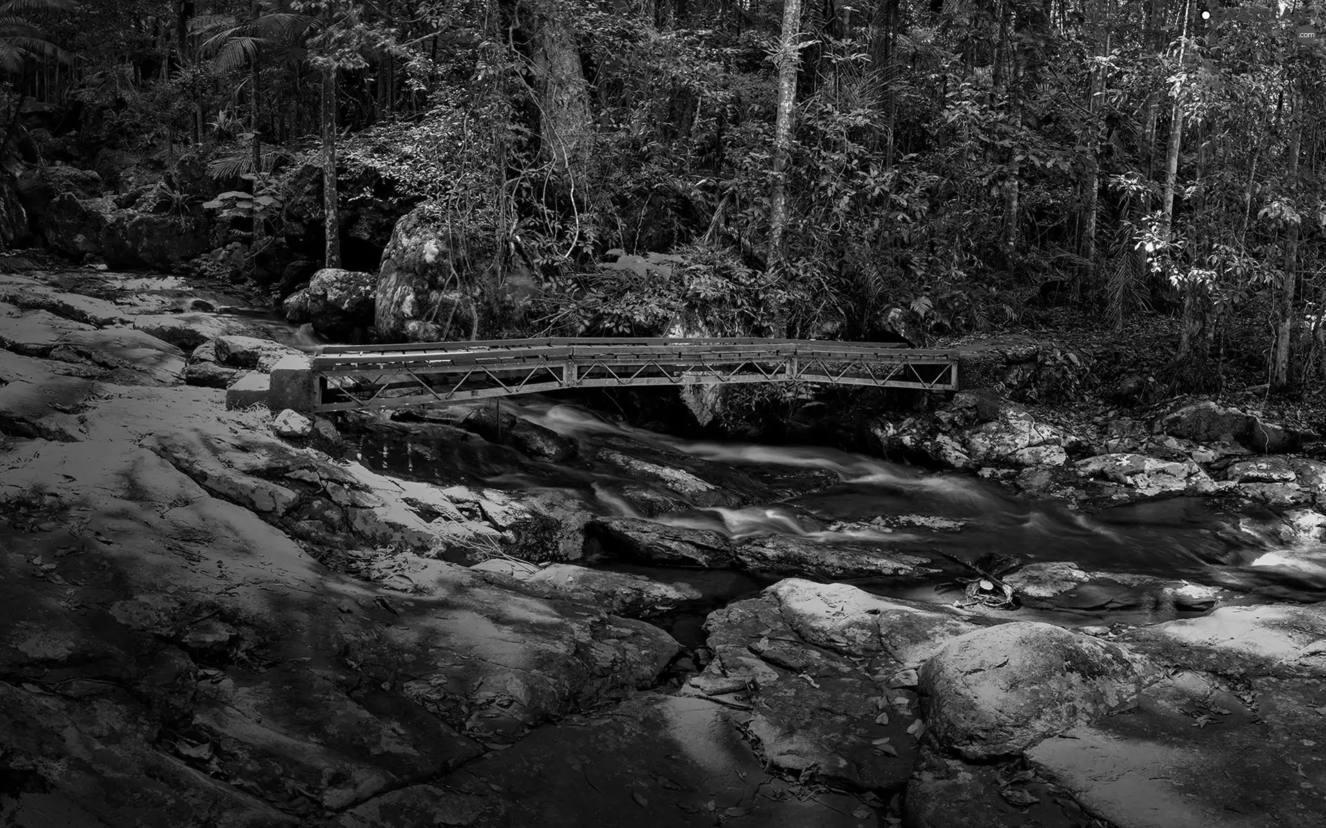forest, stream, rocks, bridges