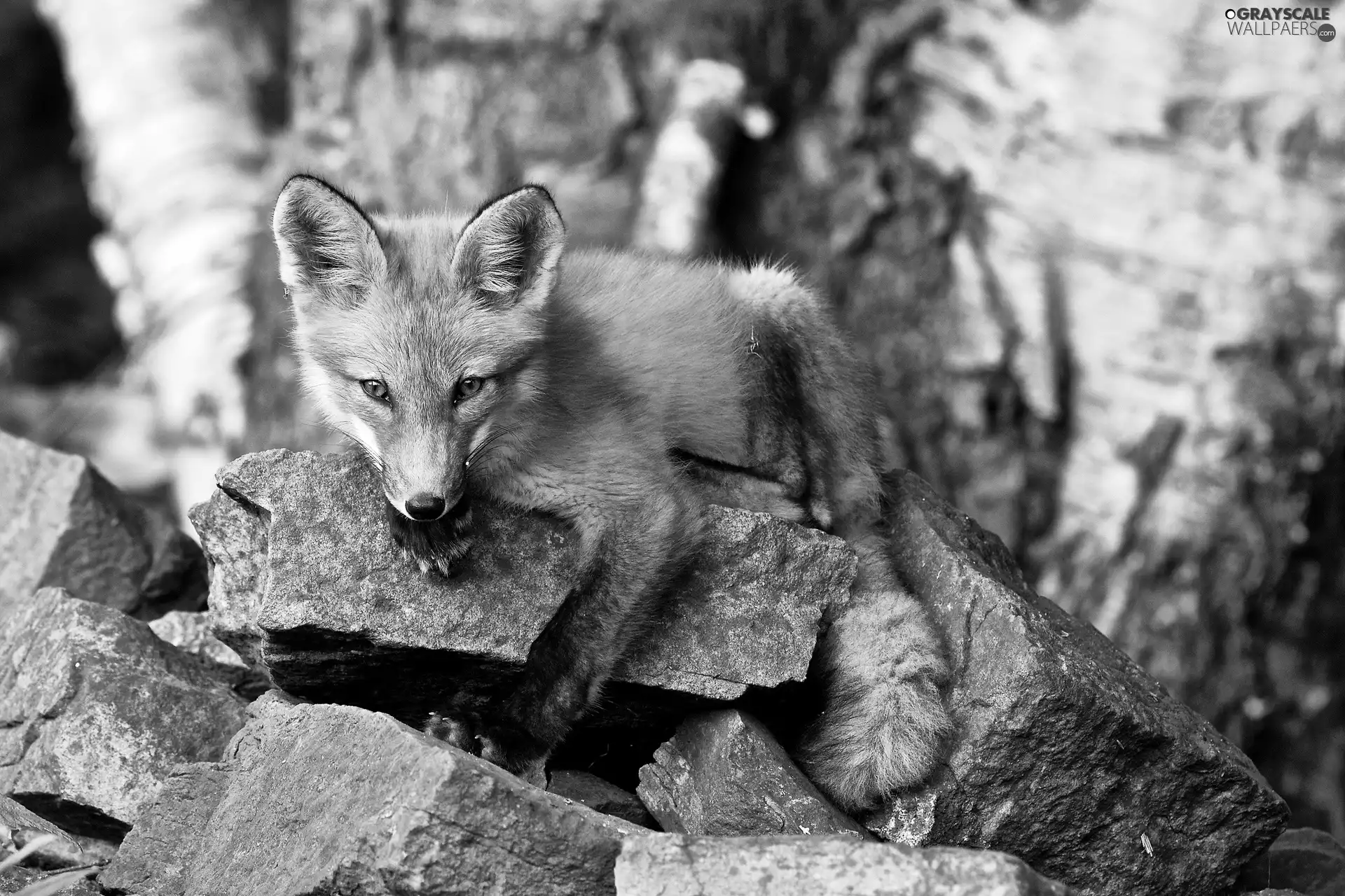 fox, rocks