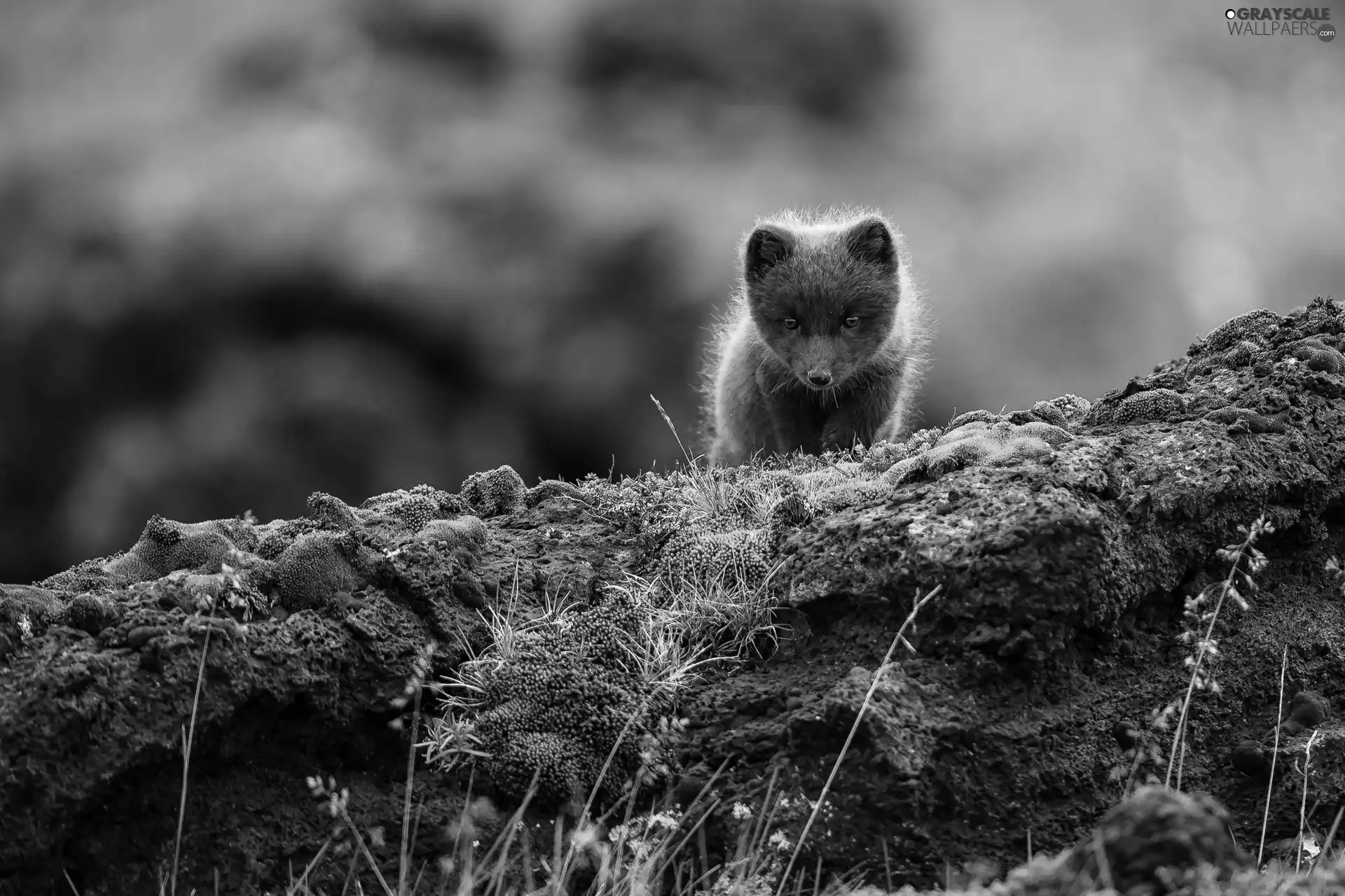 fox, Rocks