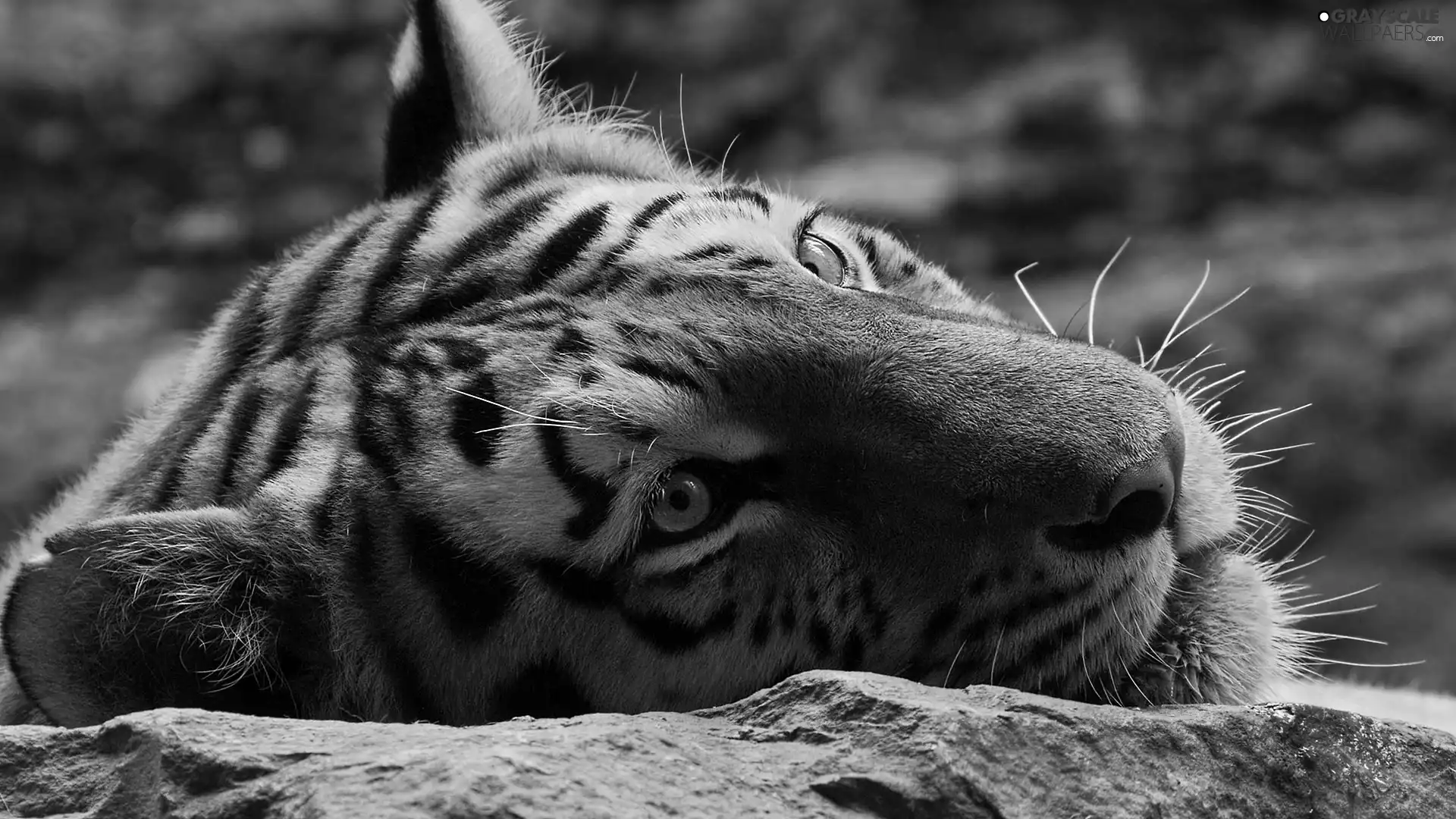 Rocks, tiger, Head