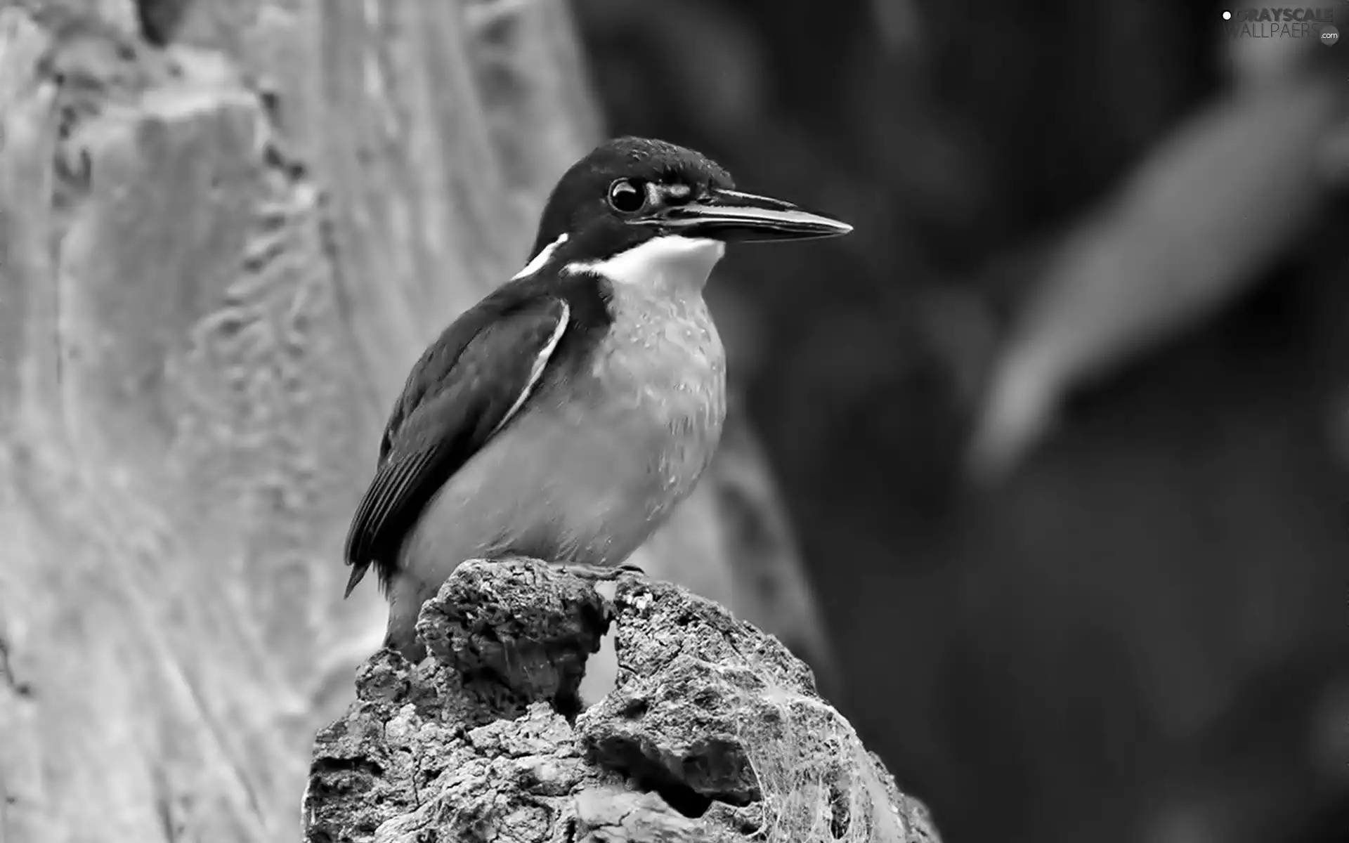 Rocks, Bird, kingfisher
