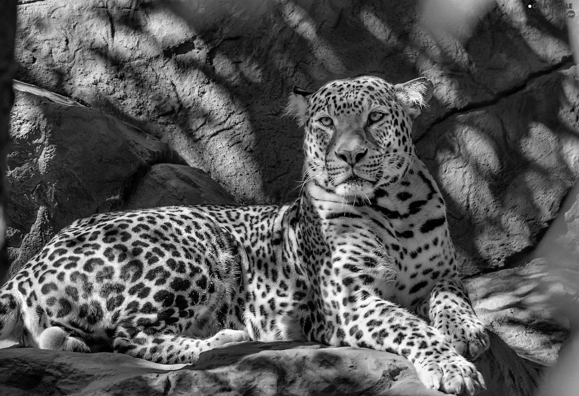 Leopards, rocks