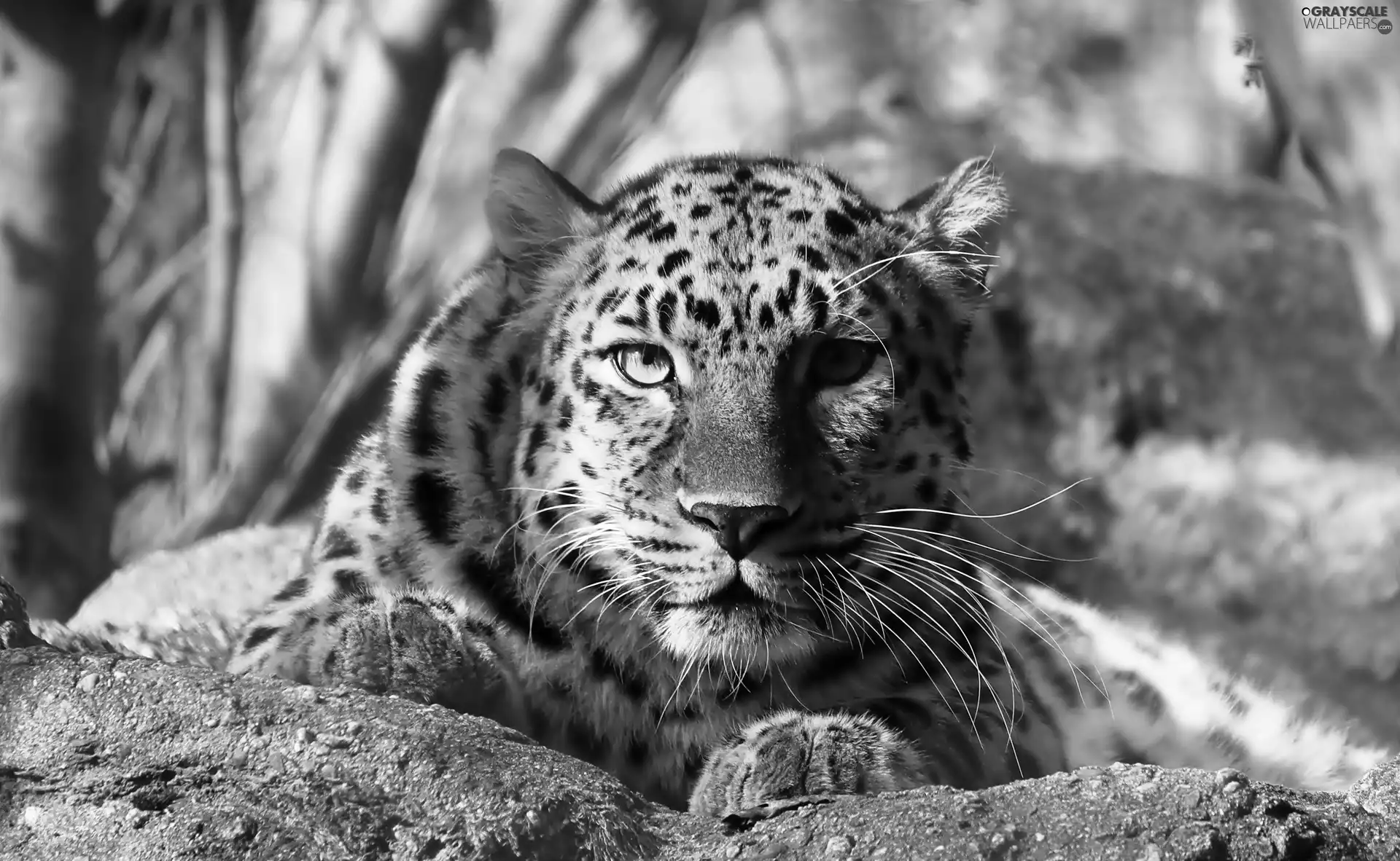 Leopards, rocks