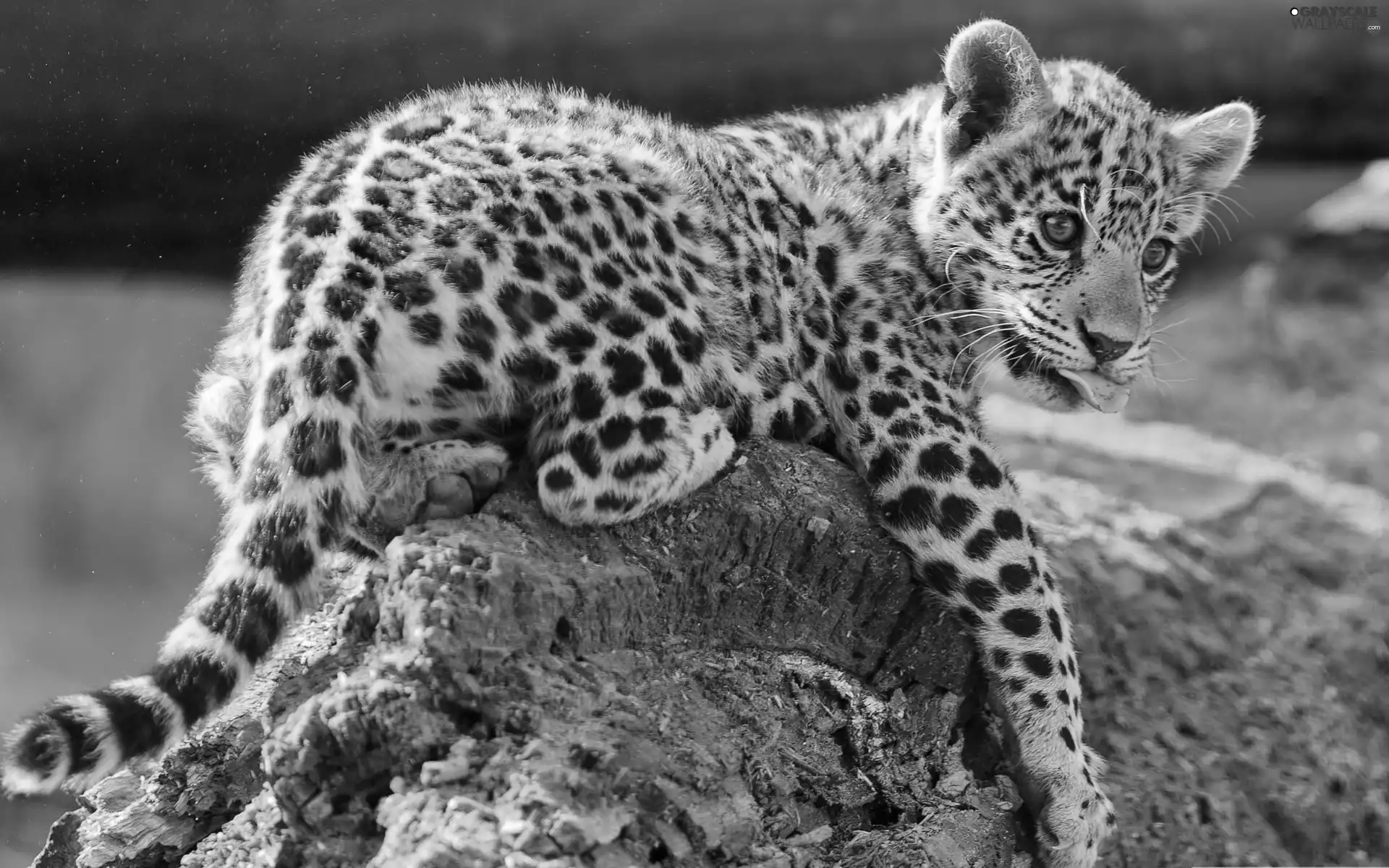 Rocks, small, Leopards