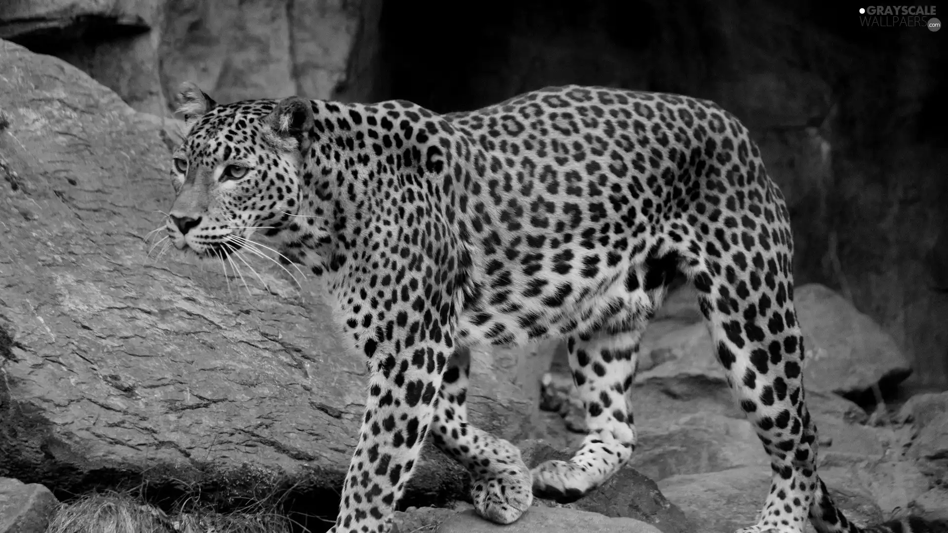 Leopards, Rocks