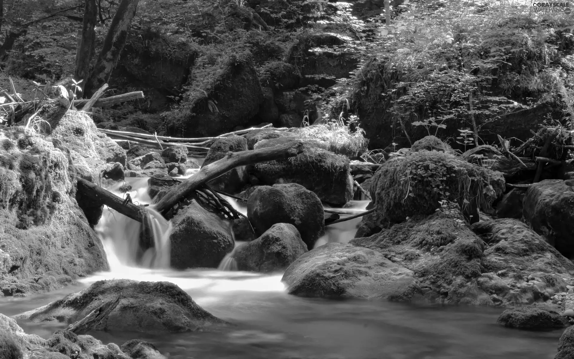 forest, River, rocks, mosses, flash, luminosity, ligh, sun, Przebijające