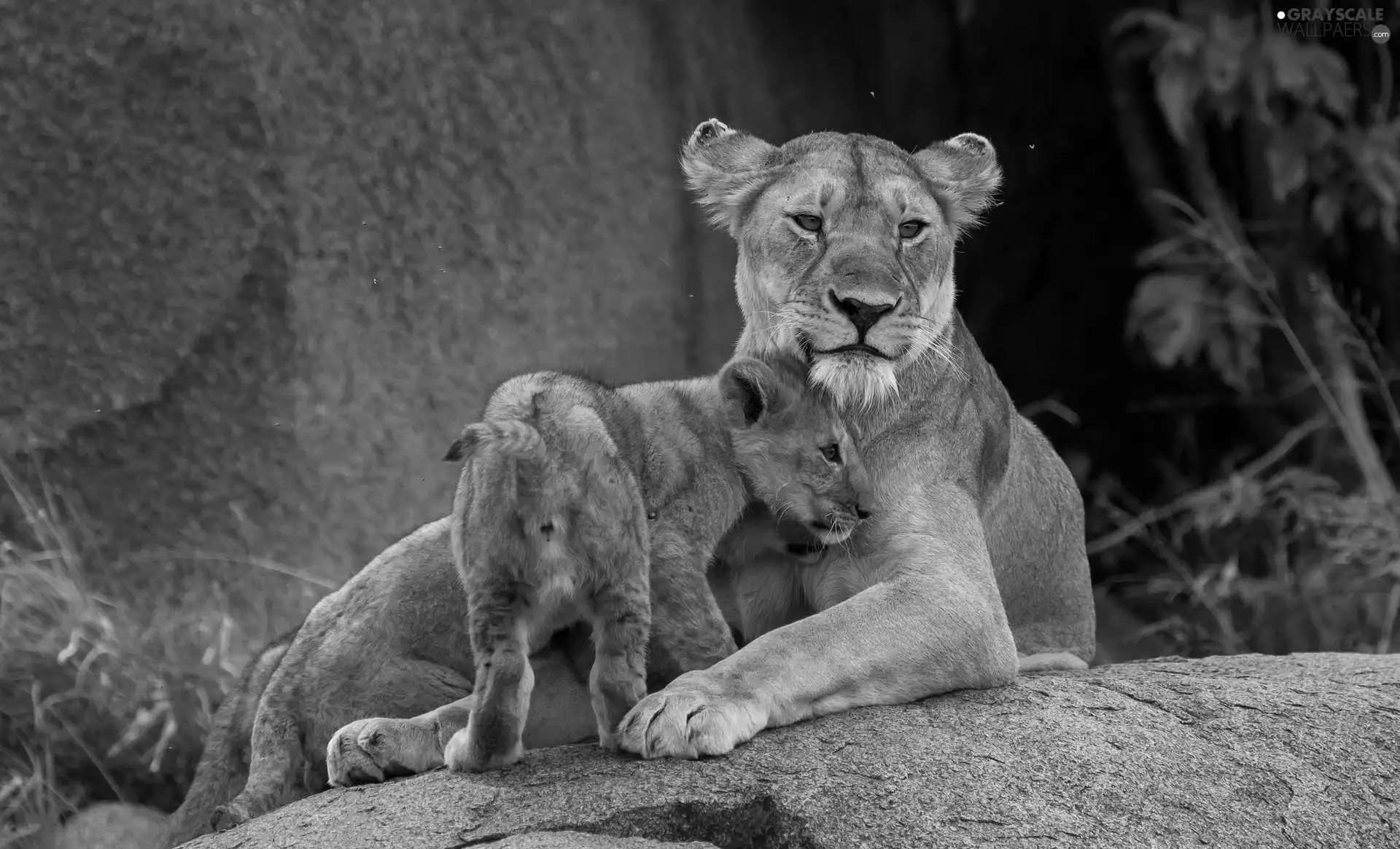 rocks, Lioness, lion