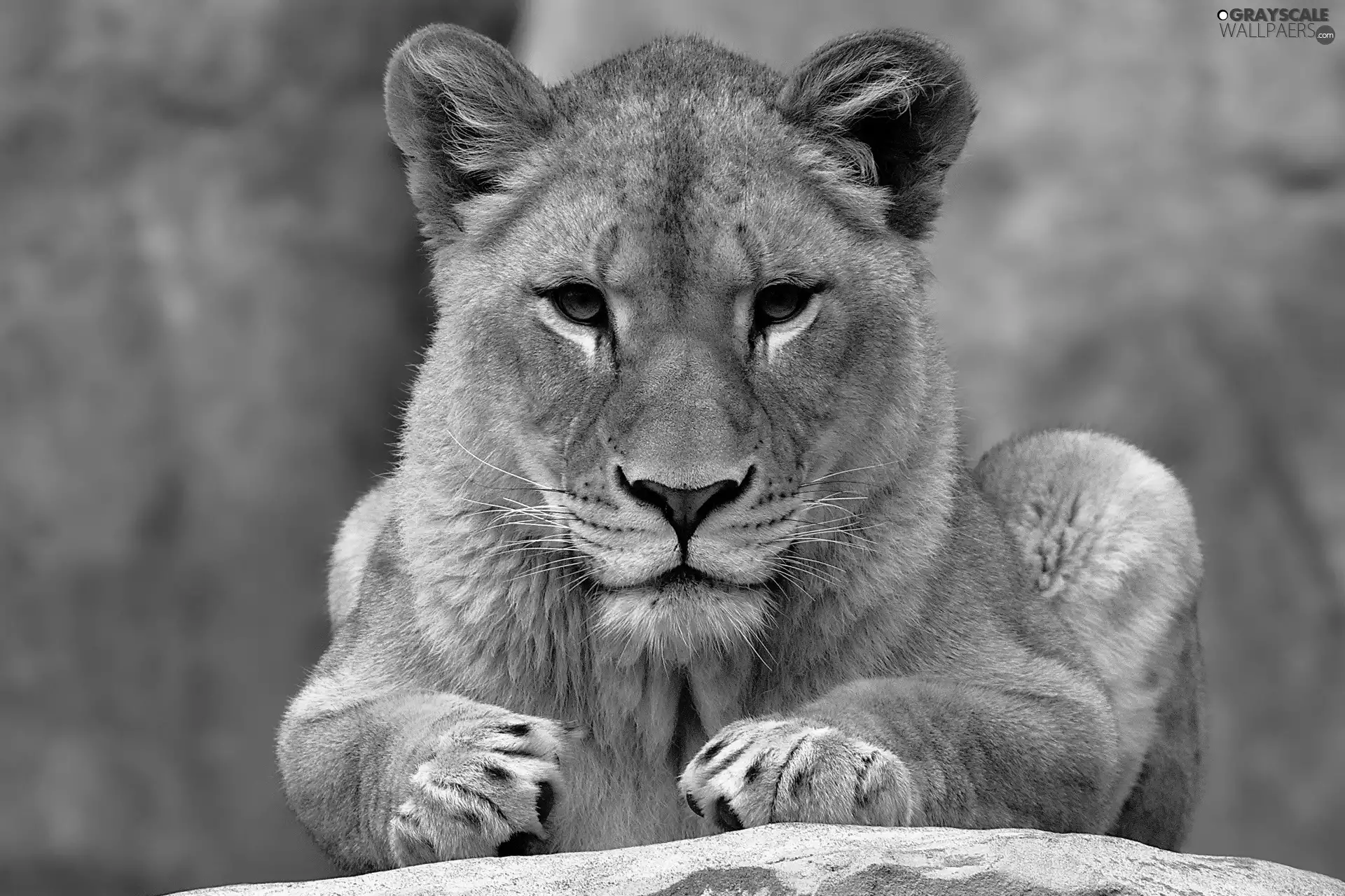 Lion, Rocks