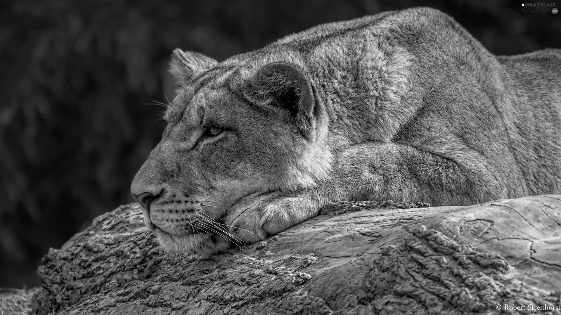 Lioness, Rocks