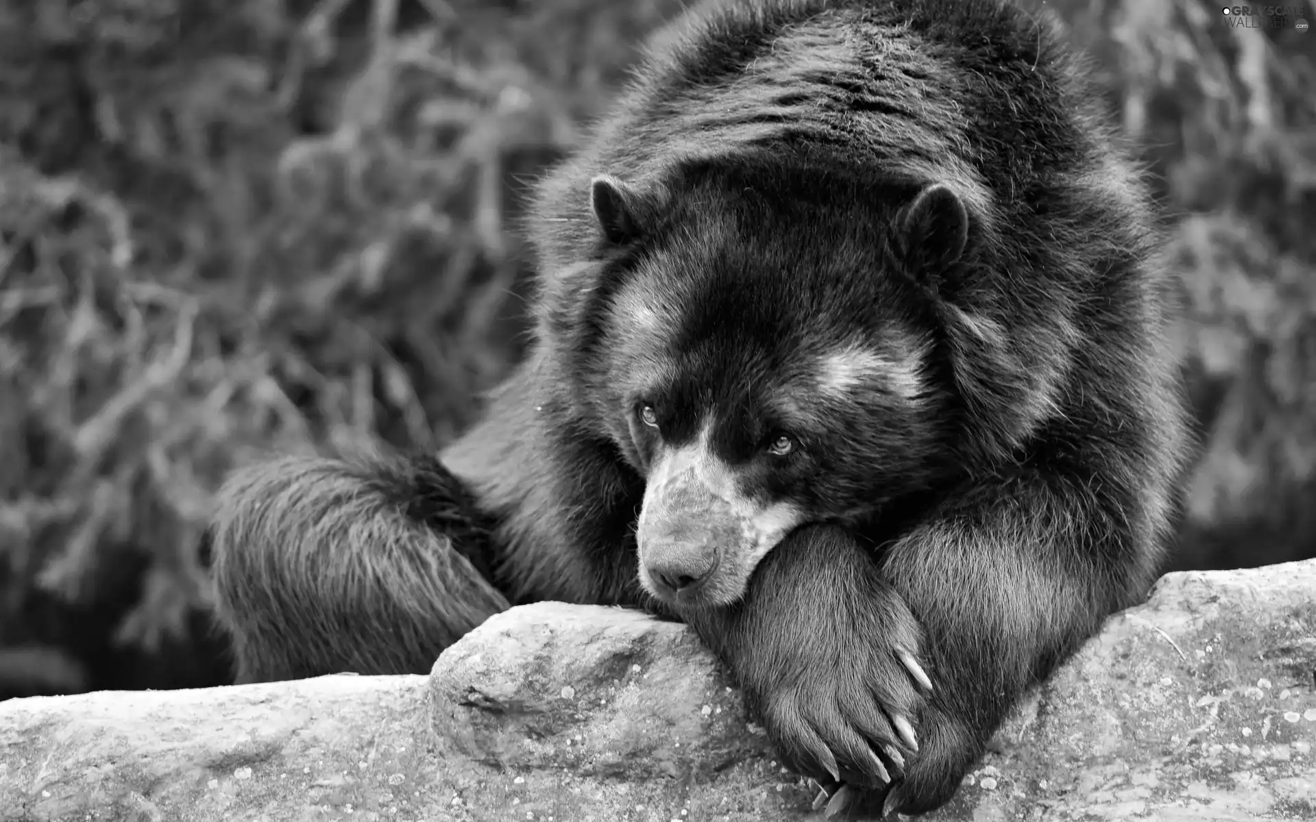 Compact, Nails, Rocks, little bear