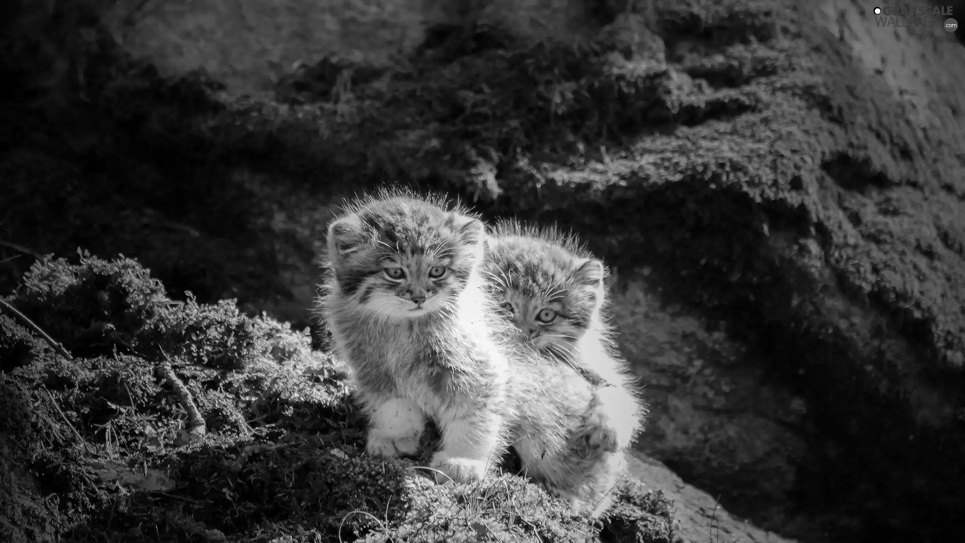 Manul, sweet, little doggies