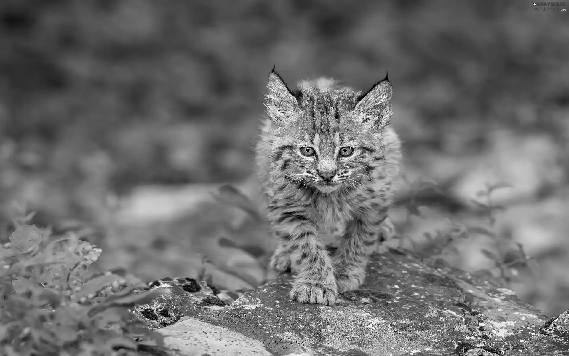 Rocks, young, Lynx