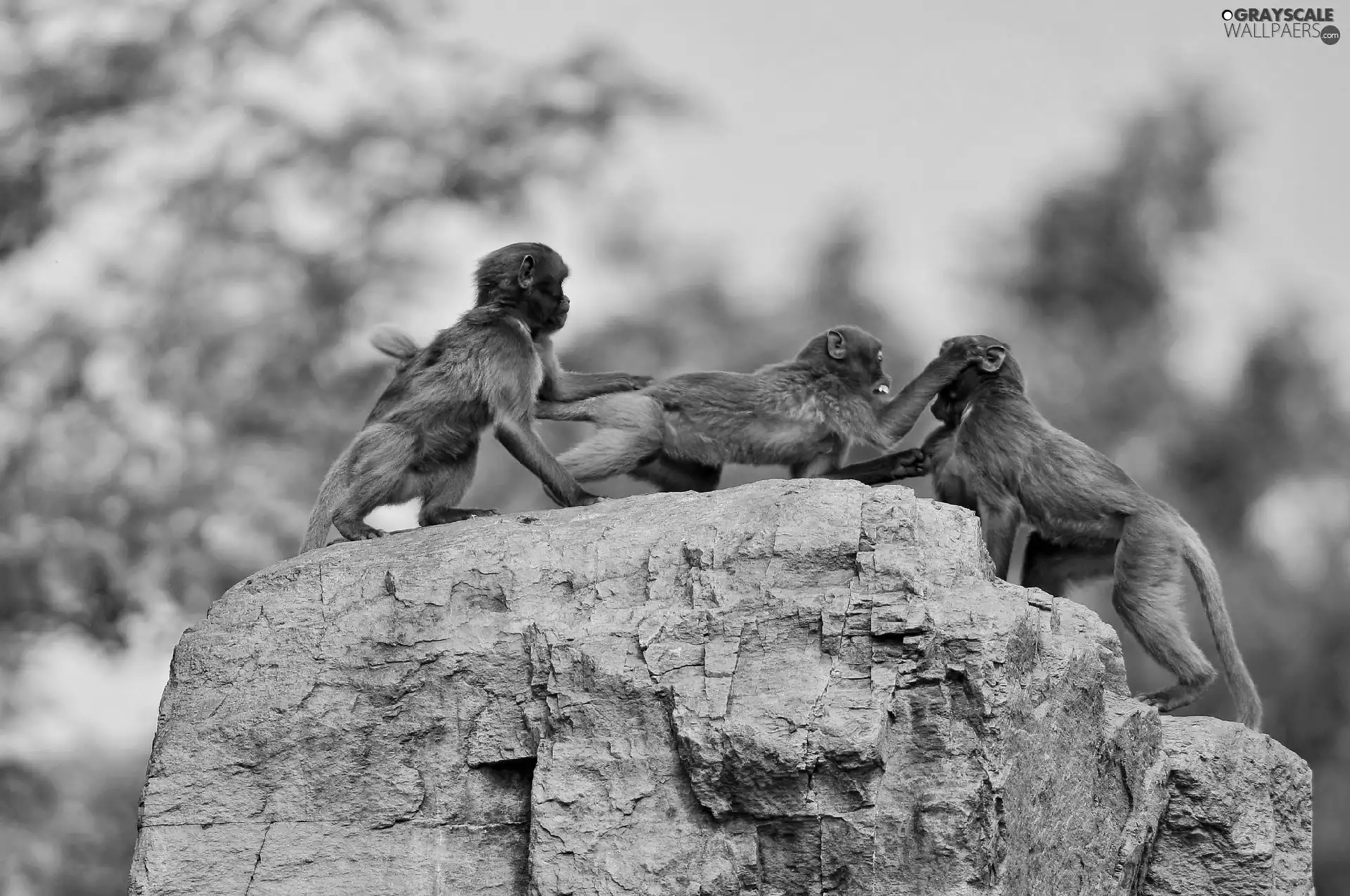 Rocks, Three, monkeys