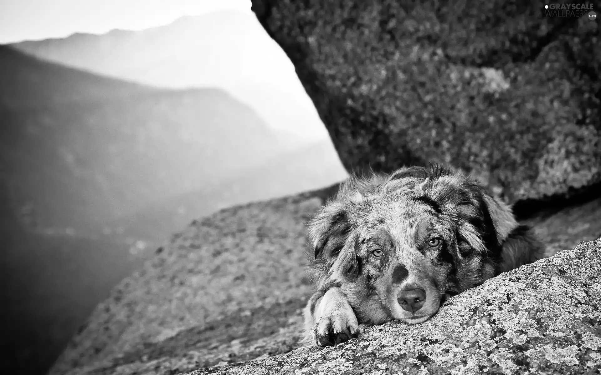 Australian Shepherd, dog, Australian Shepherd