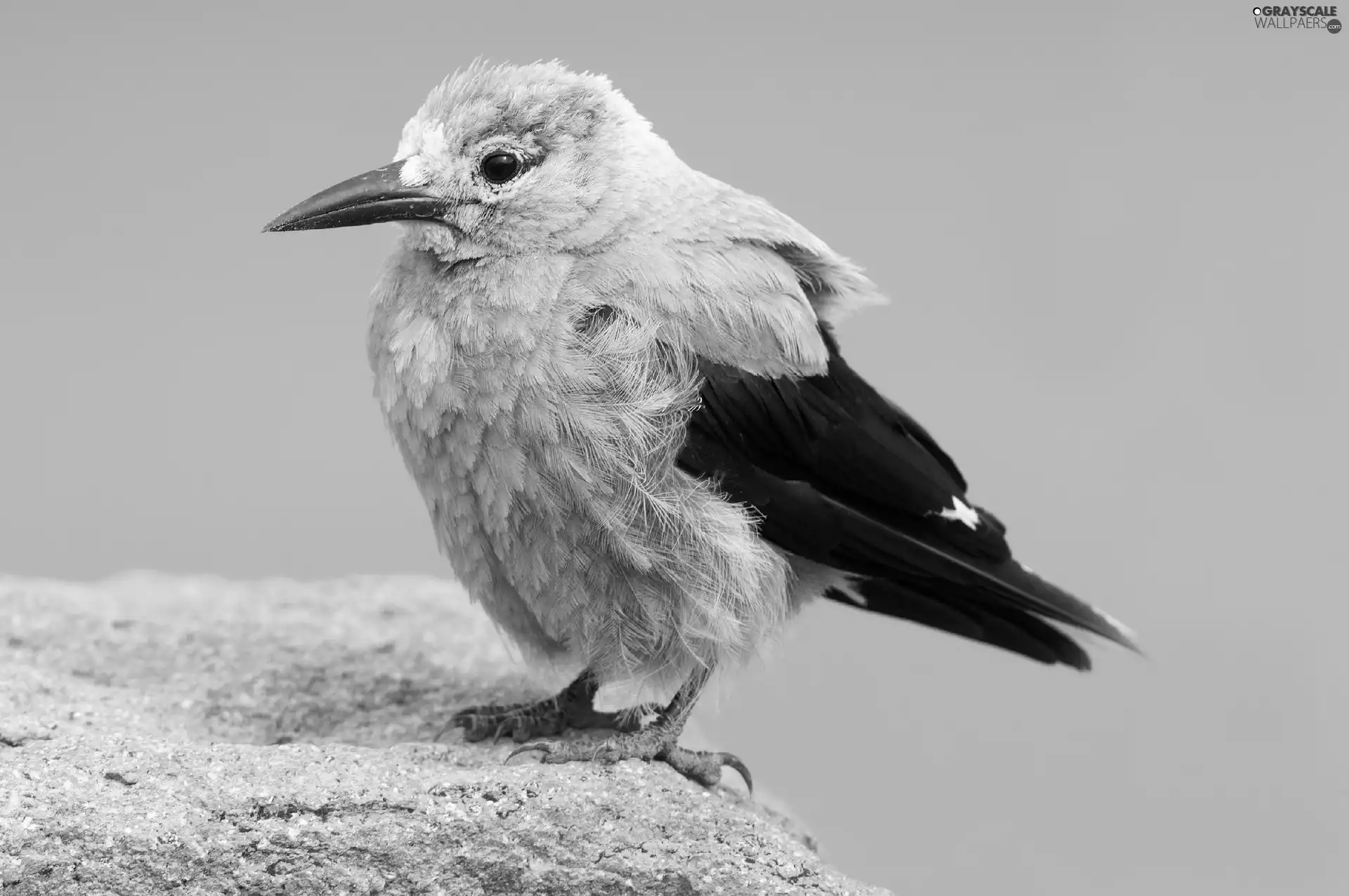 Rocks, birdies, nutcracker