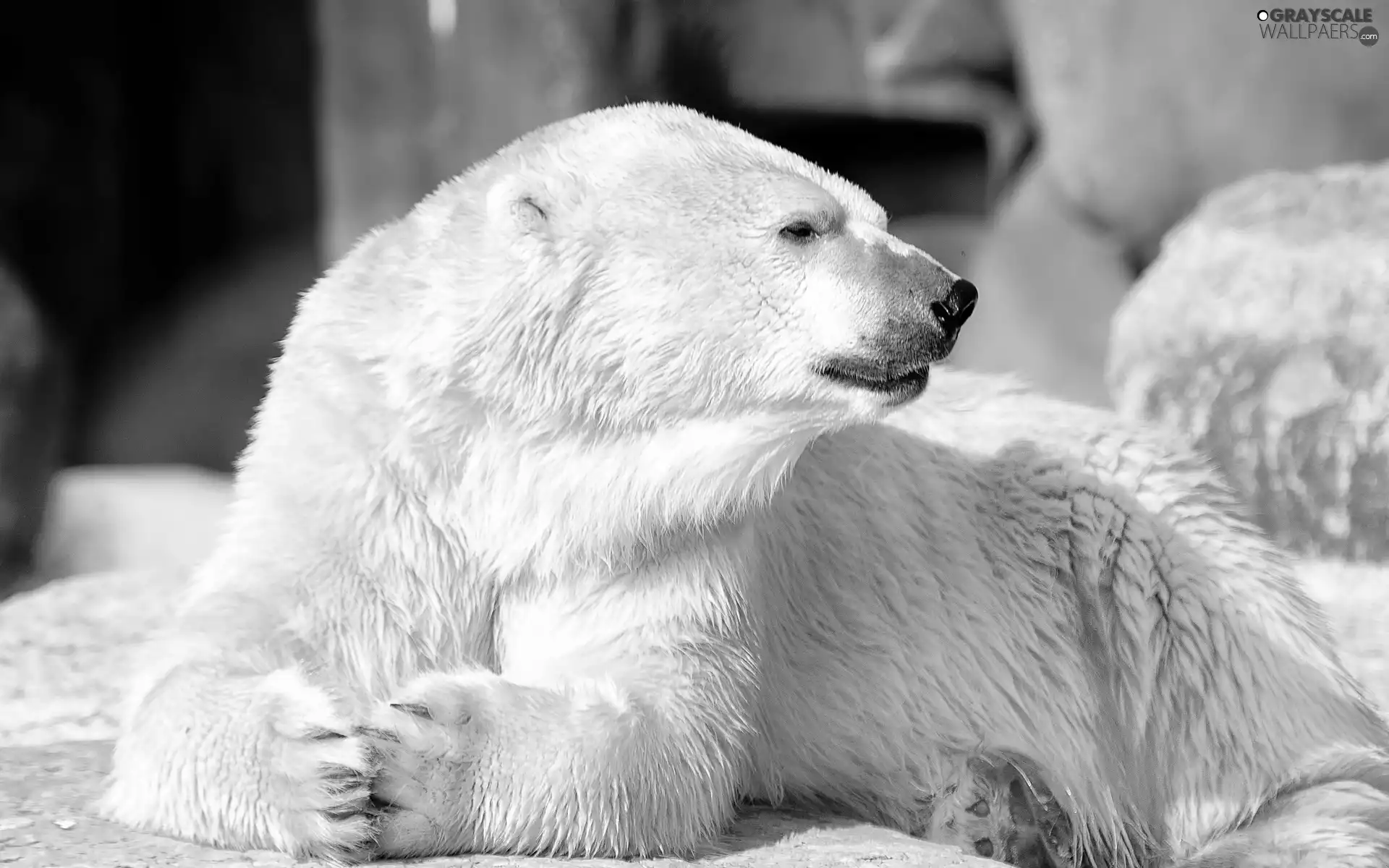 rocks, bear, polar