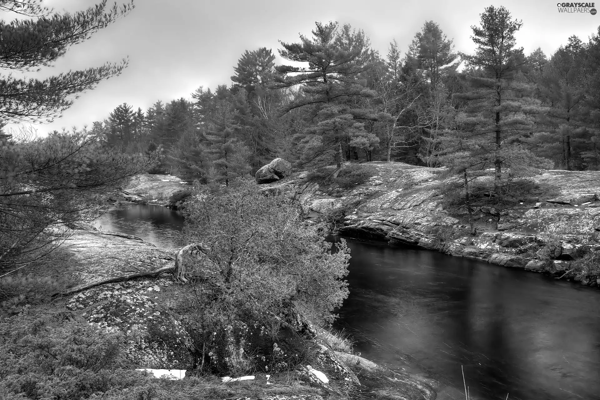 rocks, forest, River