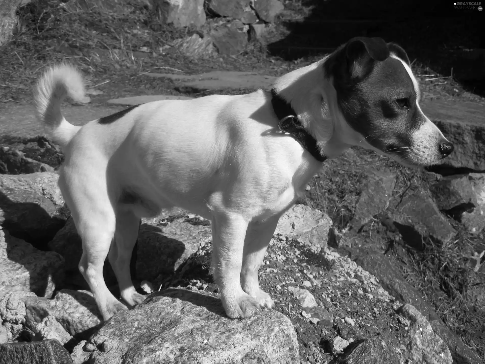 Jack Russell Terrier, rocks