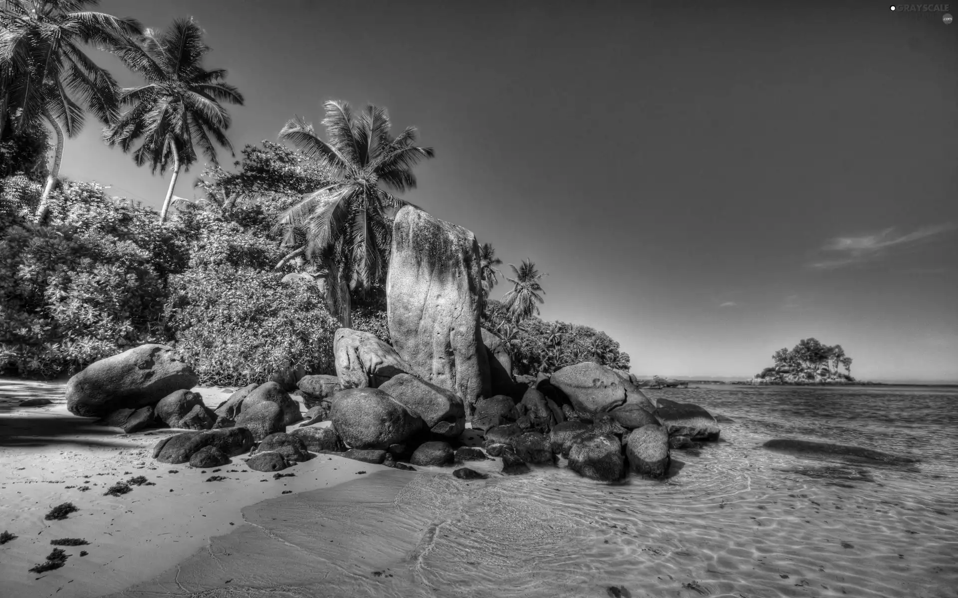 sea, Palms, rocks, Beaches