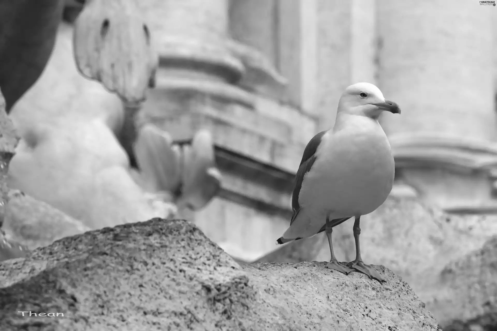 Rocks, Bird, seagull