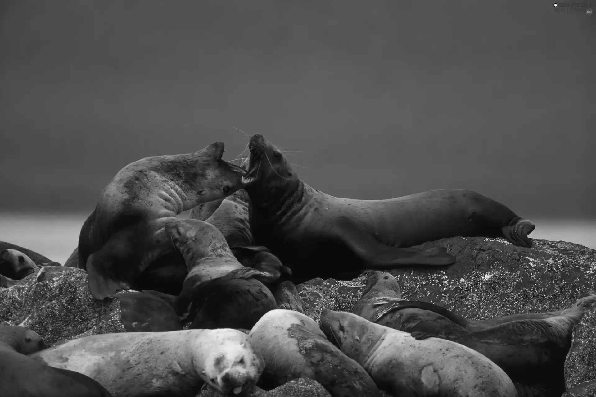 seals, rocks