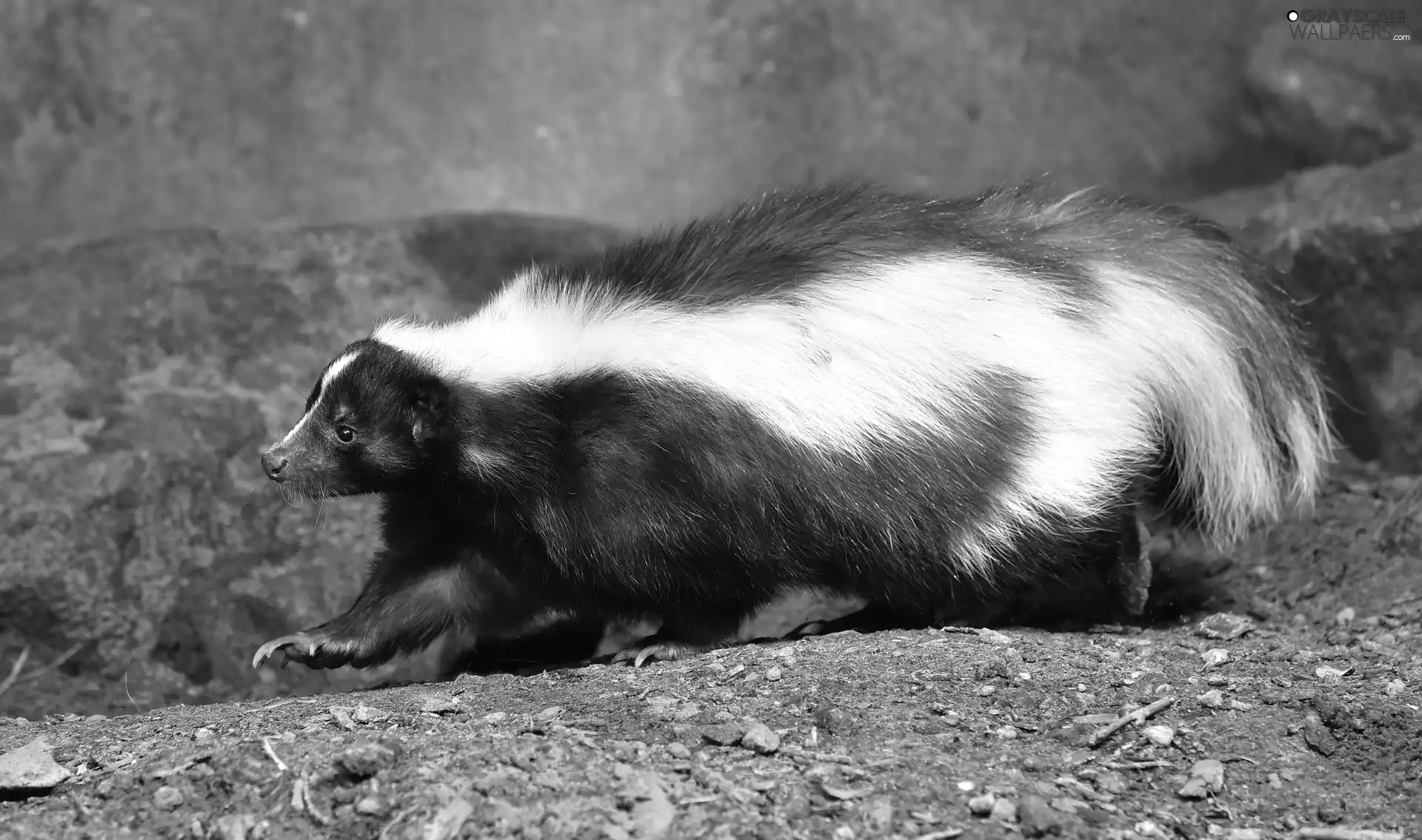 skunk, rocks