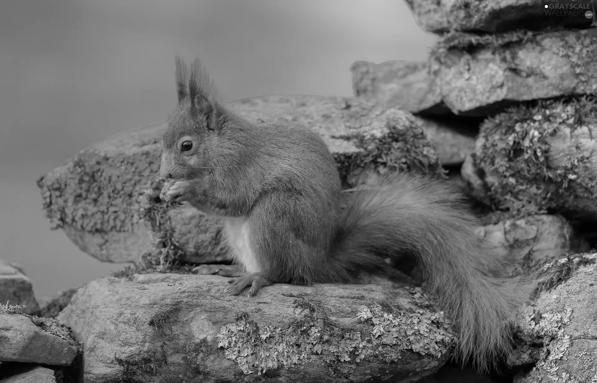 squirrel, rocks