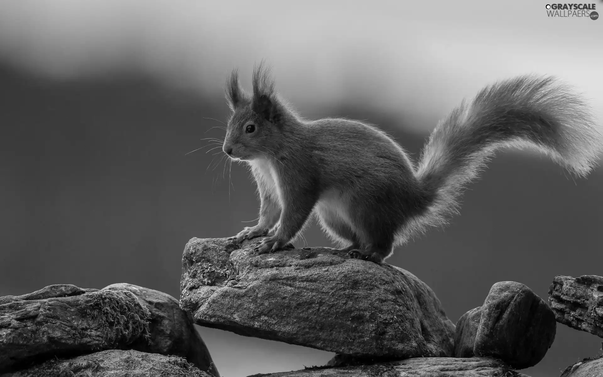 squirrel, rocks