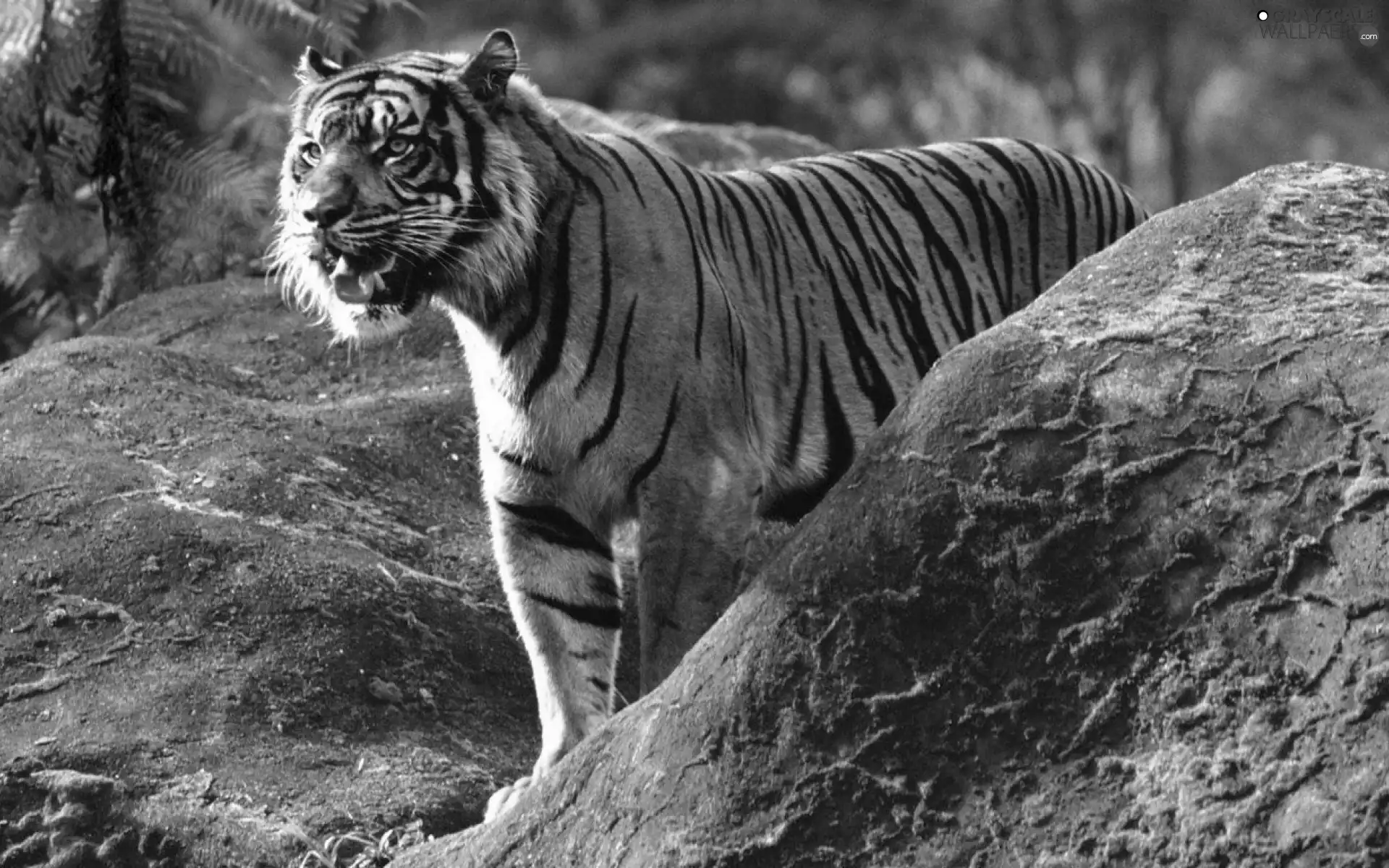 tiger, rocks