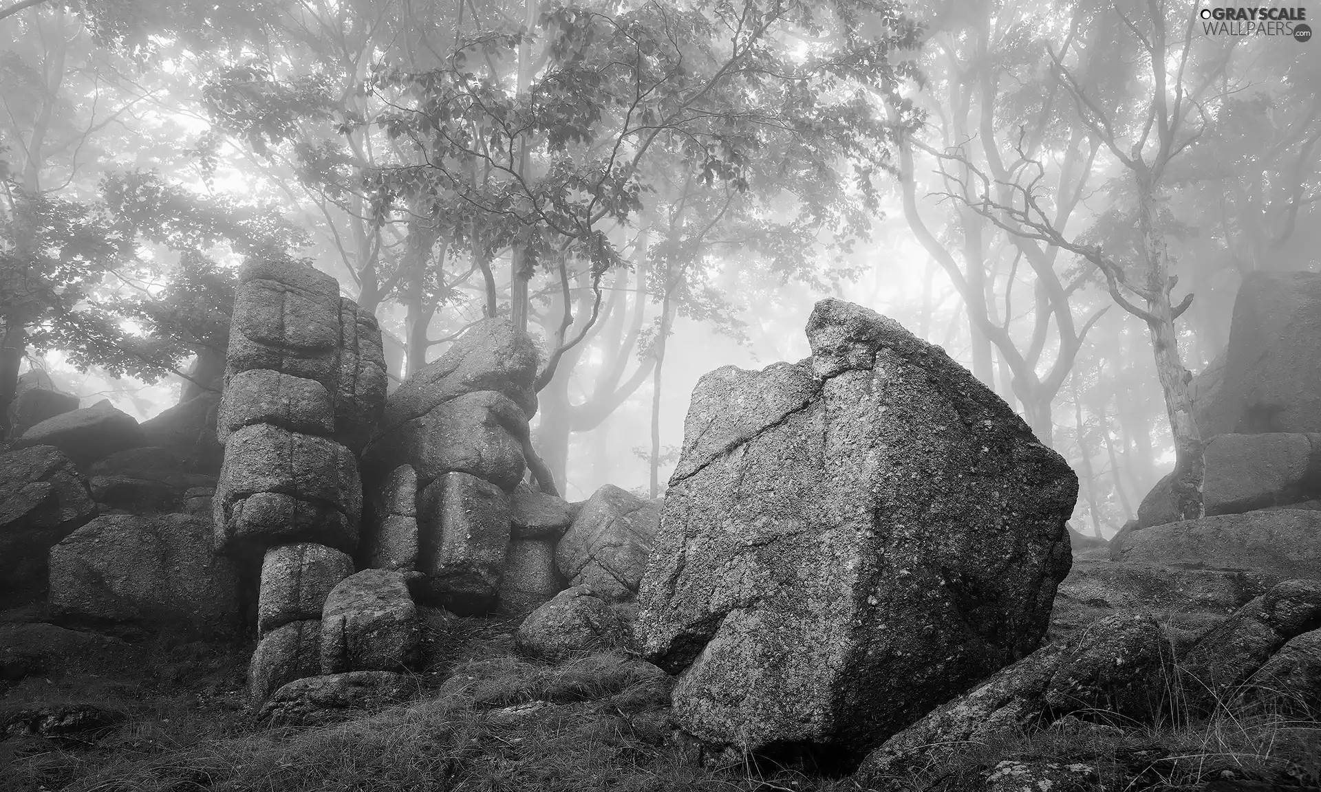 viewes, forest, boulders, rocks, Fog, trees