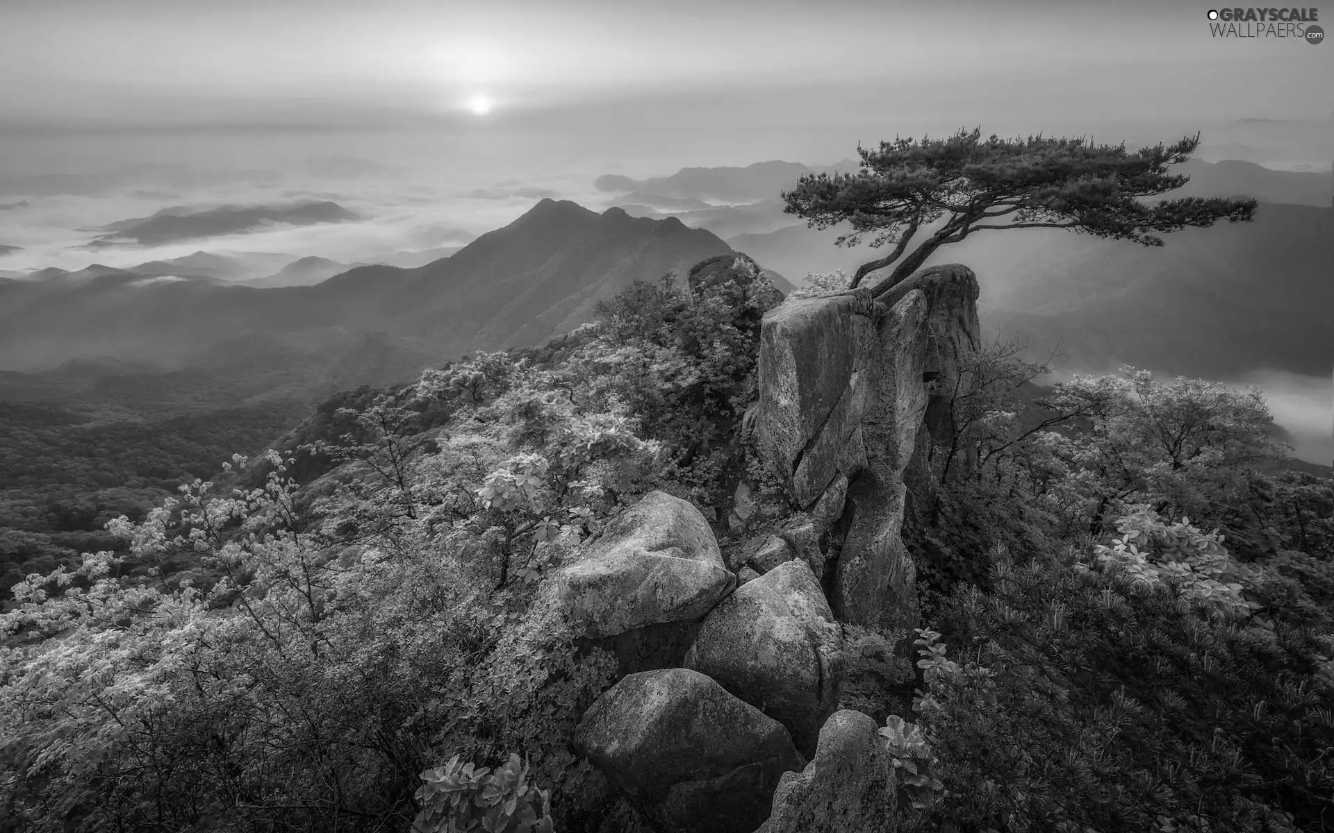 Fog, Mountains, viewes, rocks, Sunrise, trees, pine