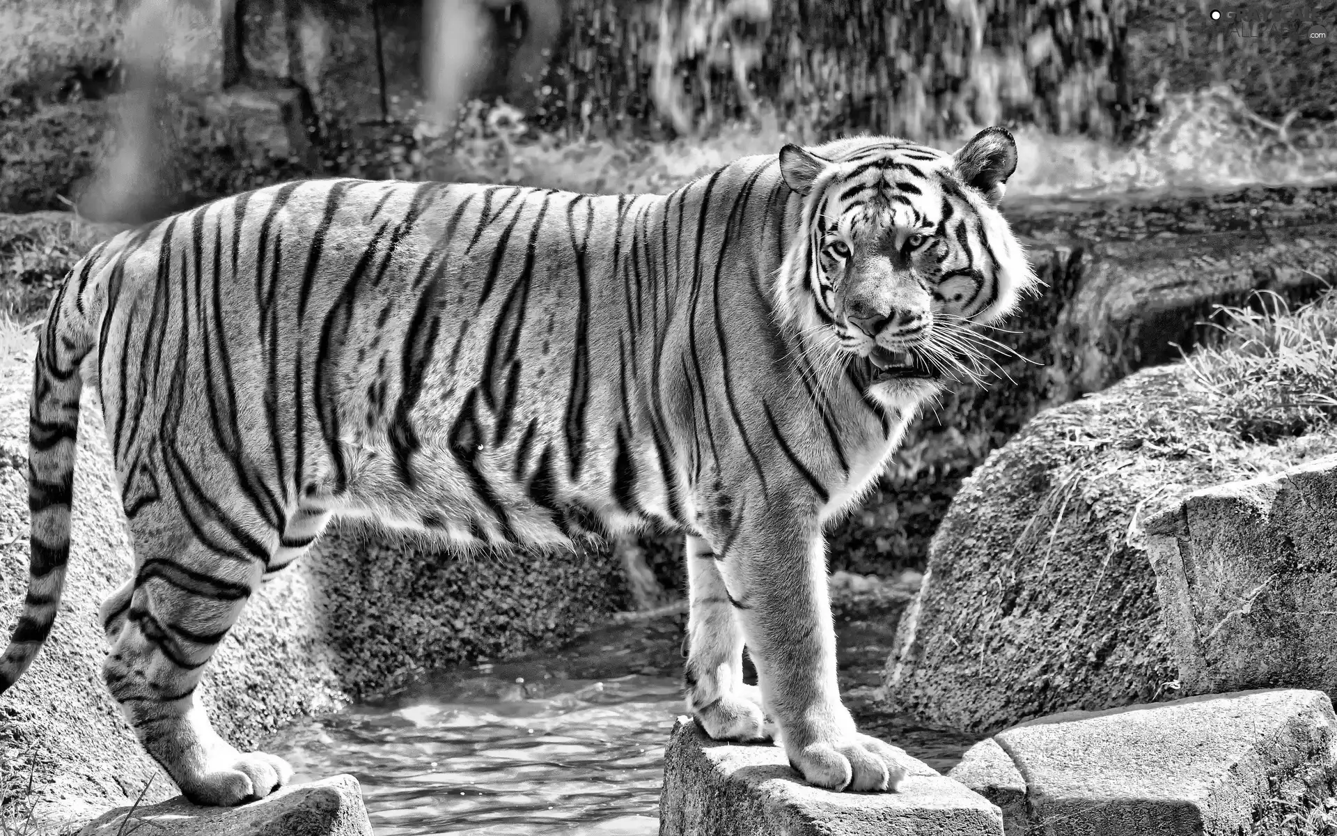 rocks, tiger, waterfall