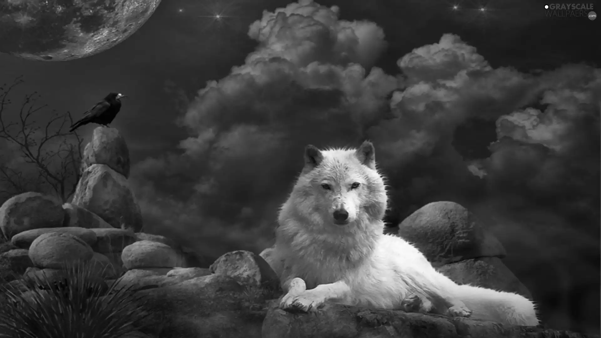 White, Crow, rocks, Wolf