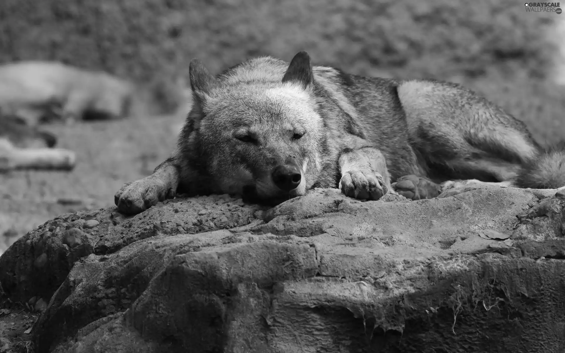 rocks, sleepy, Wolf