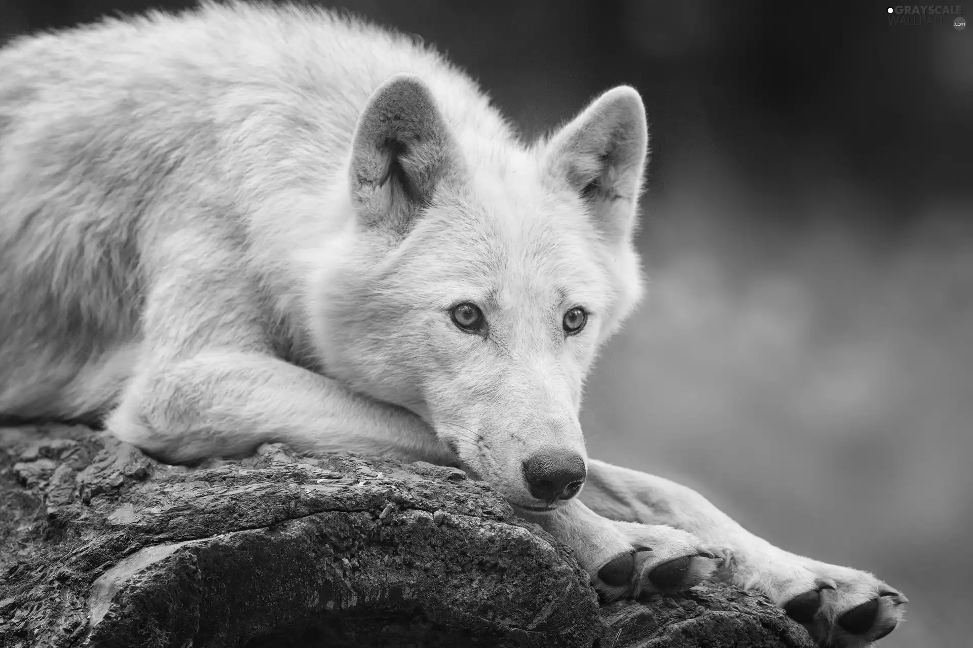 Rocks, White, Wolf