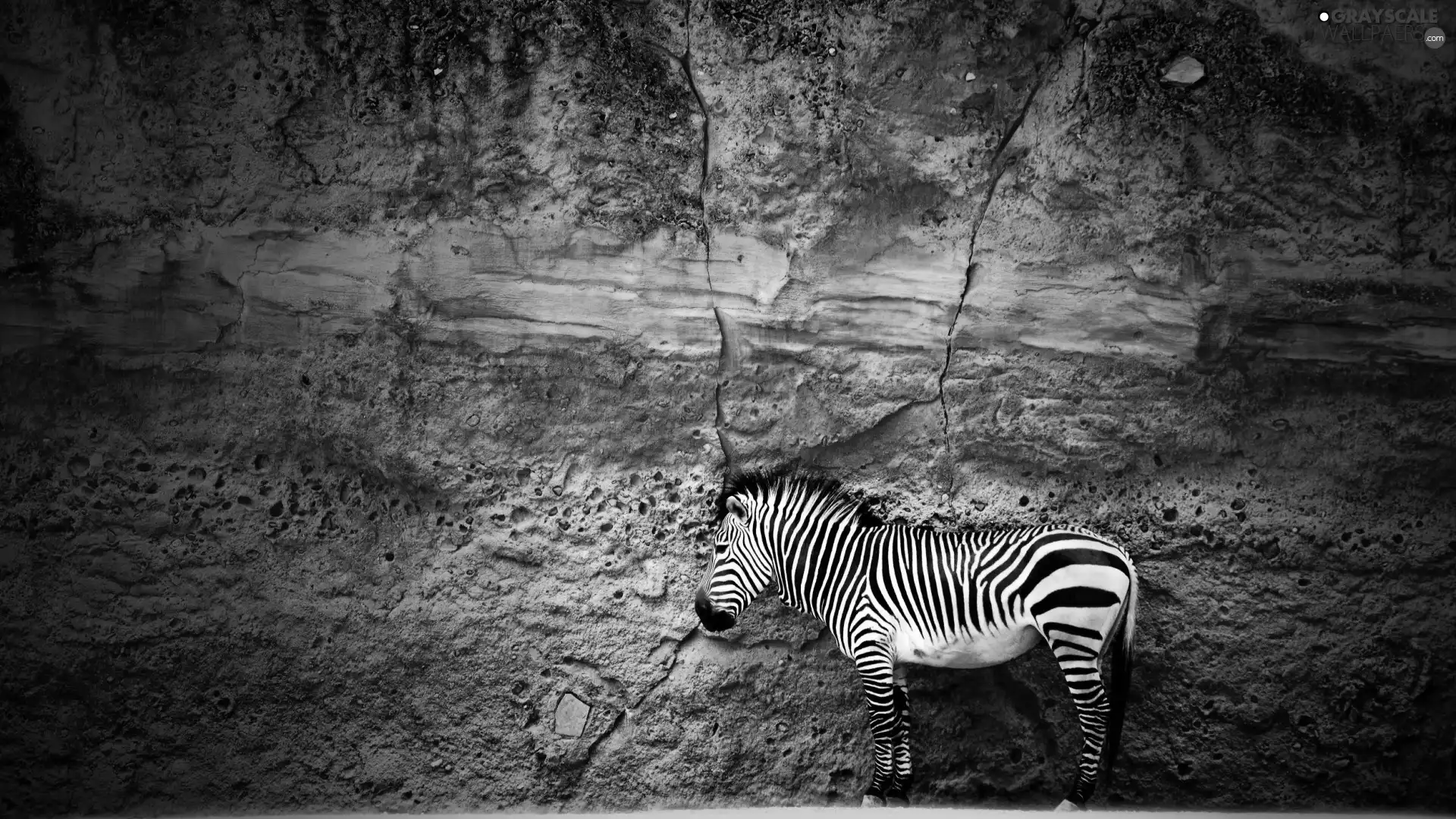 Zebra, Rocks