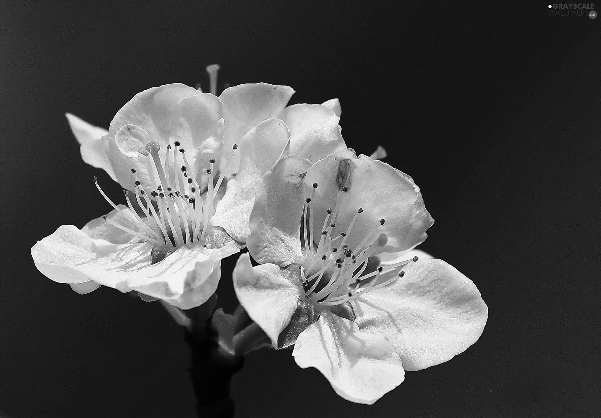 rods, Flowers, flakes