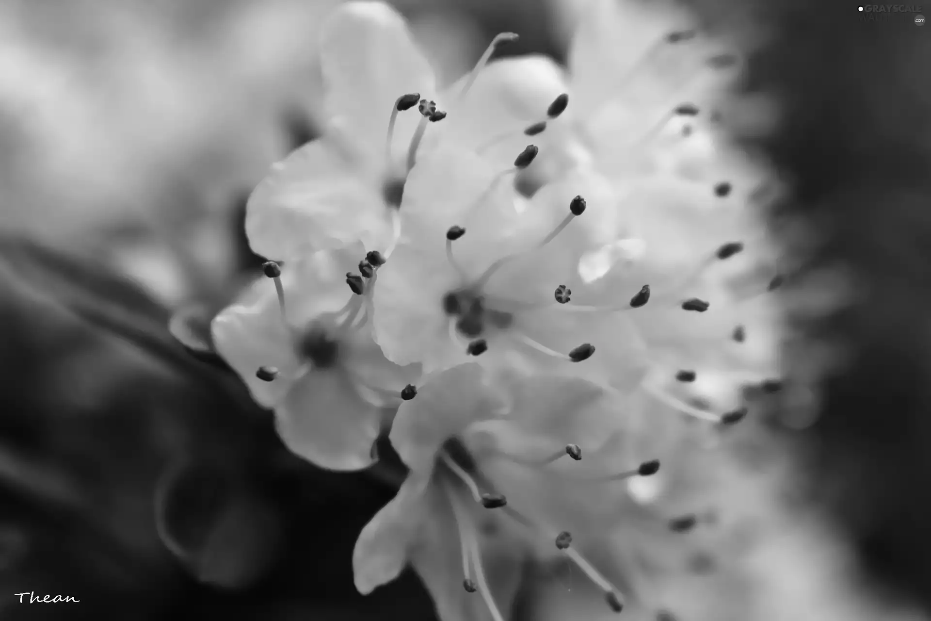 rods, White, Flowers