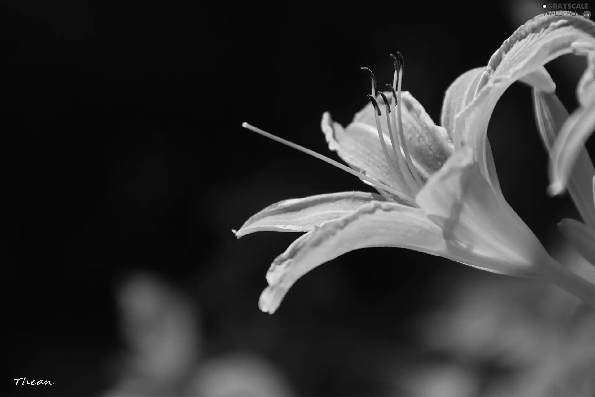 lily, rods
