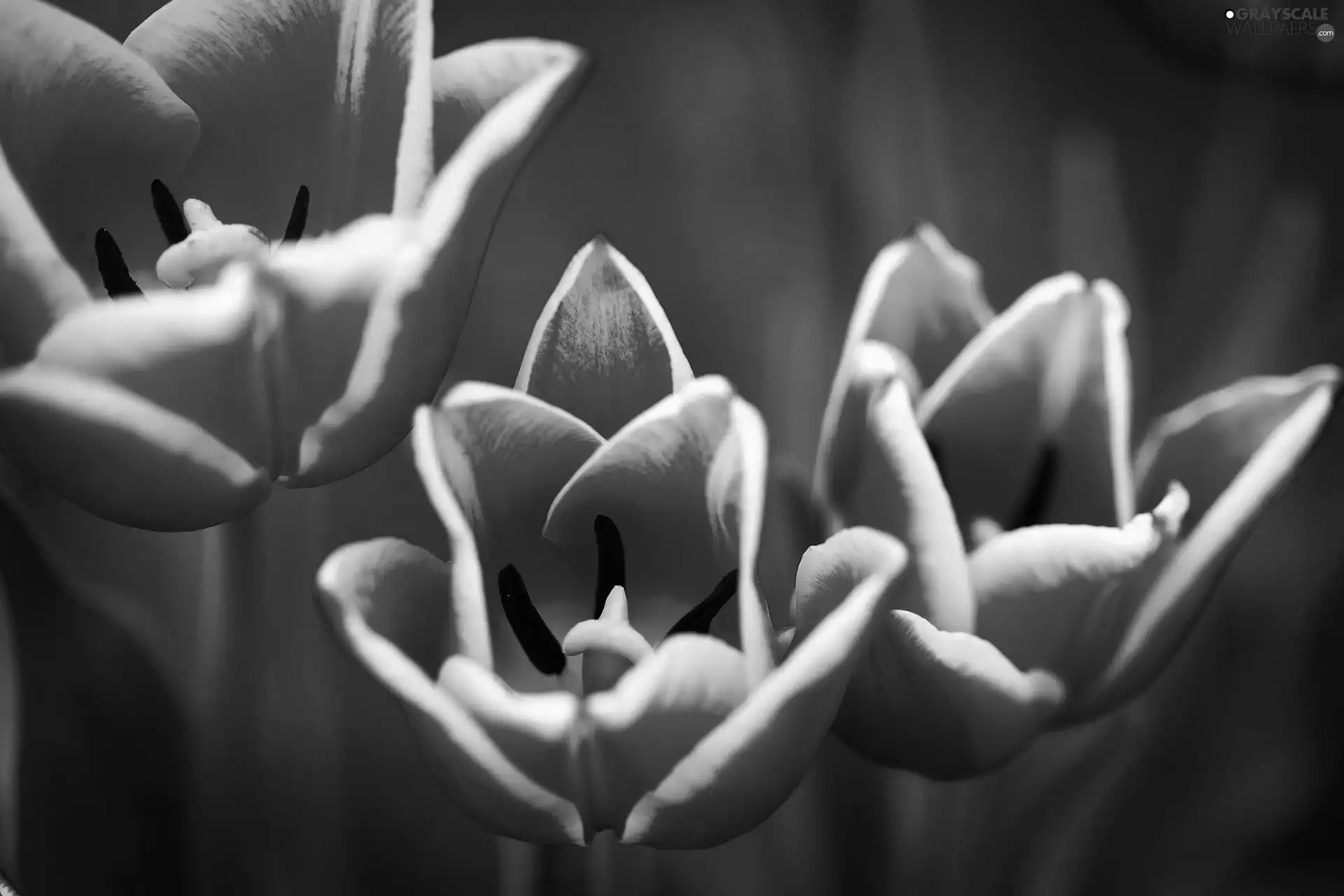 rods, Red, Tulips