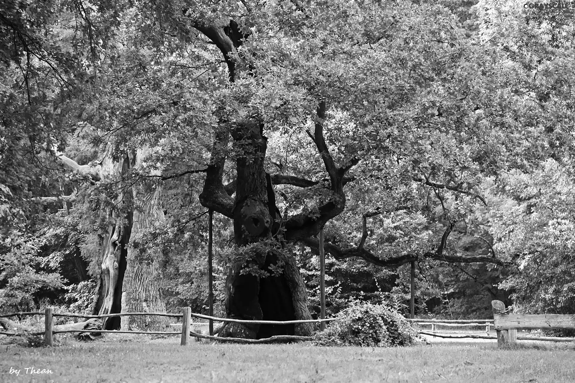 Rogalin, old, oaks