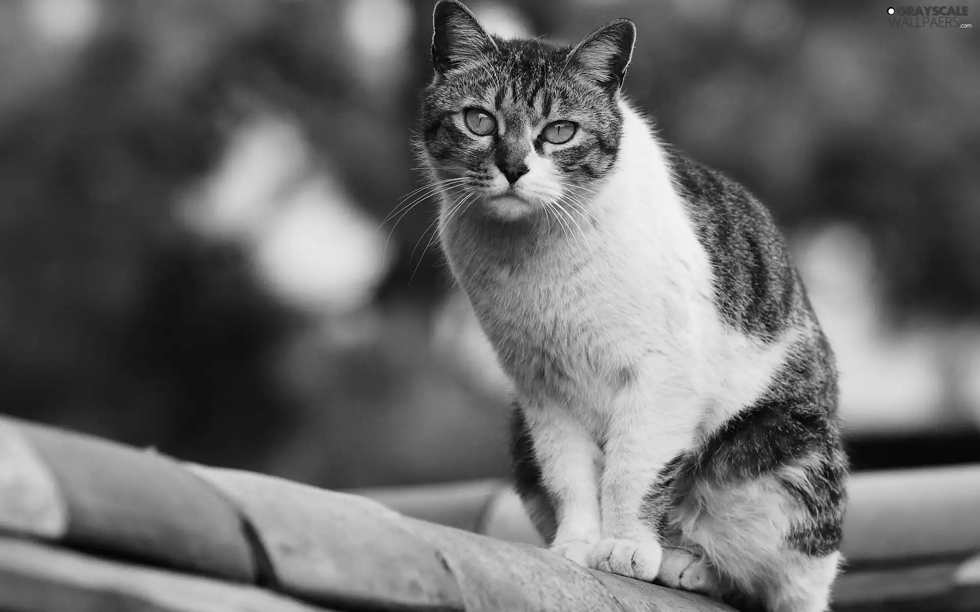 pinto, an, Roof, cat