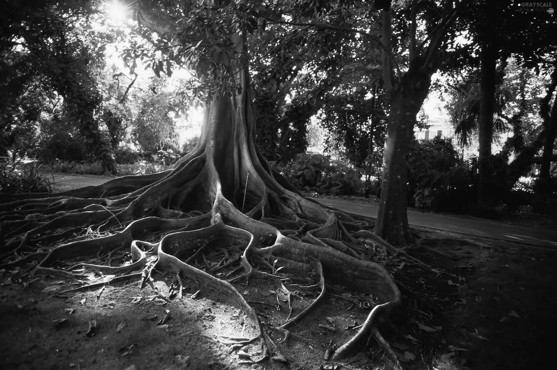 Park, viewes, root, trees