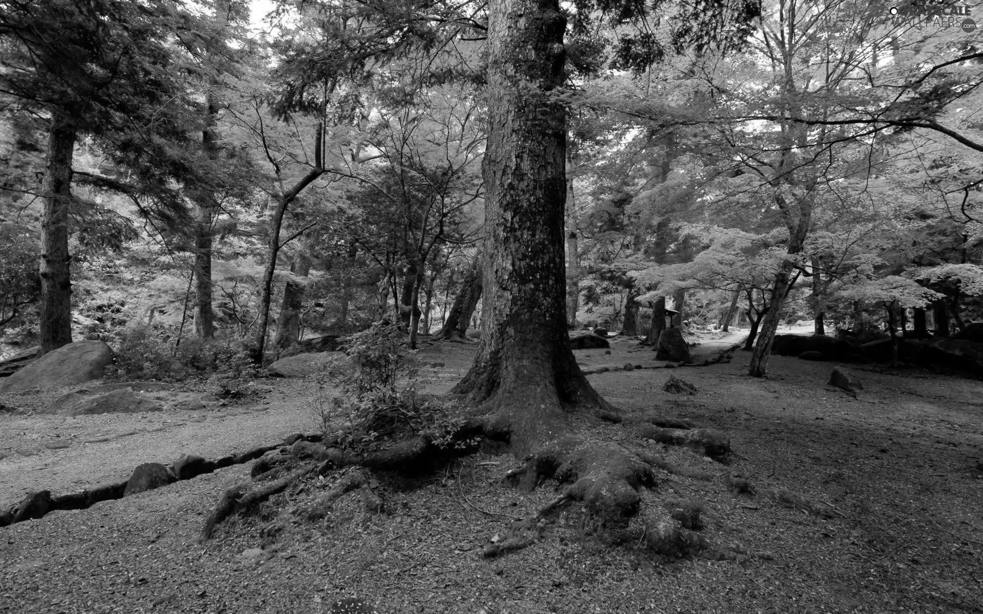 autumn, viewes, roots, trees