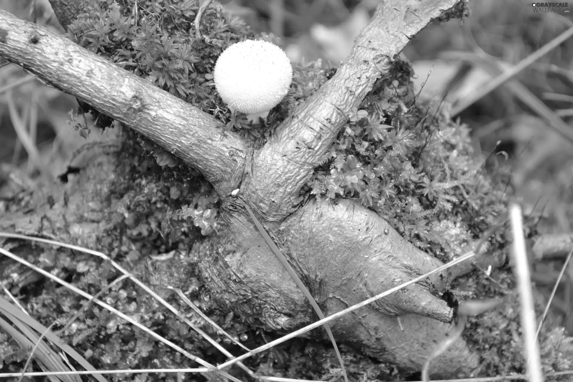 Moss, fuzz-ball, roots