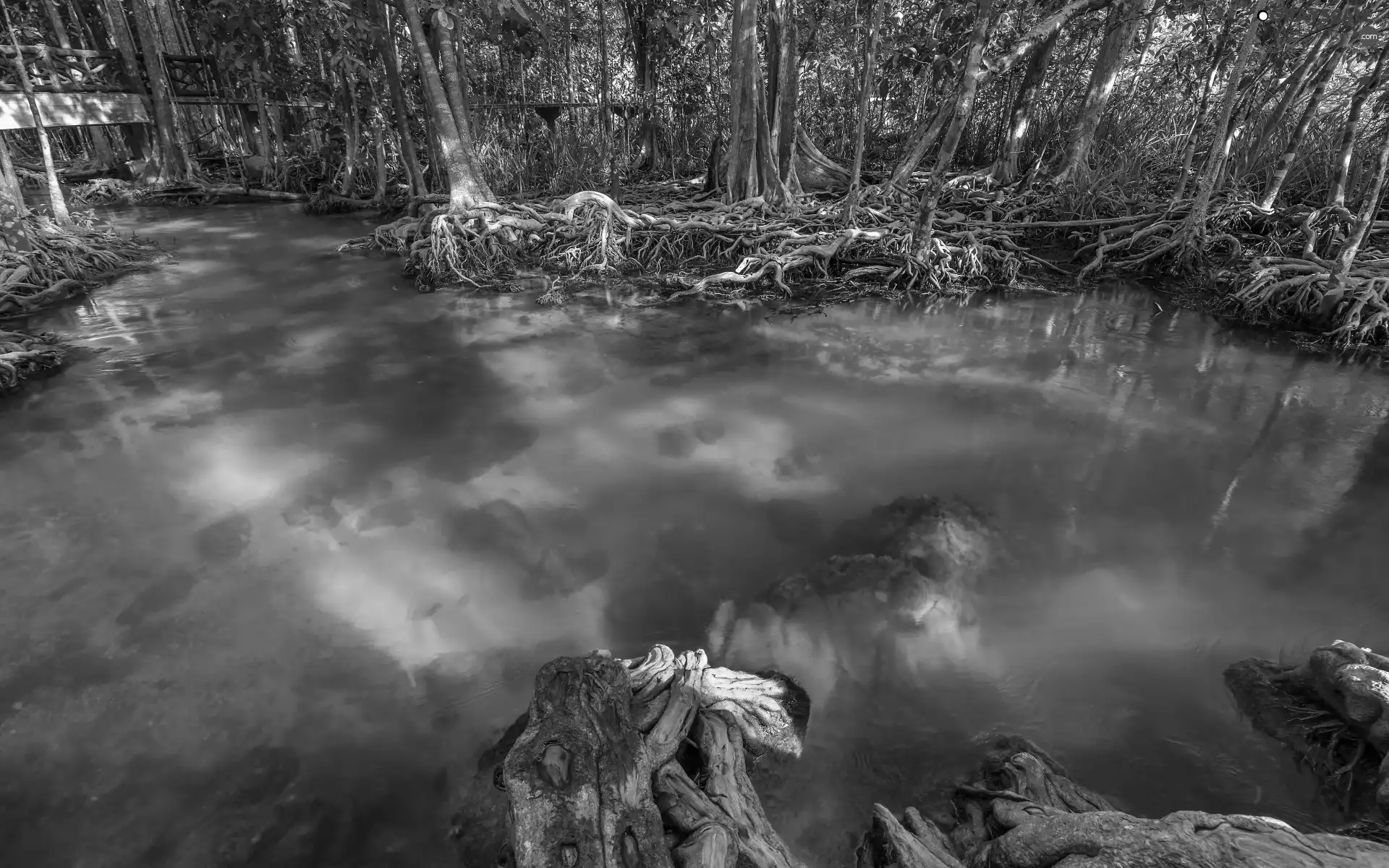 viewes, roots, lake, trees, forest
