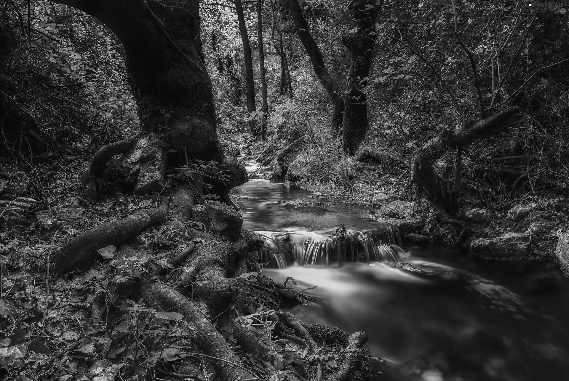 viewes, roots, stream, trees, forest