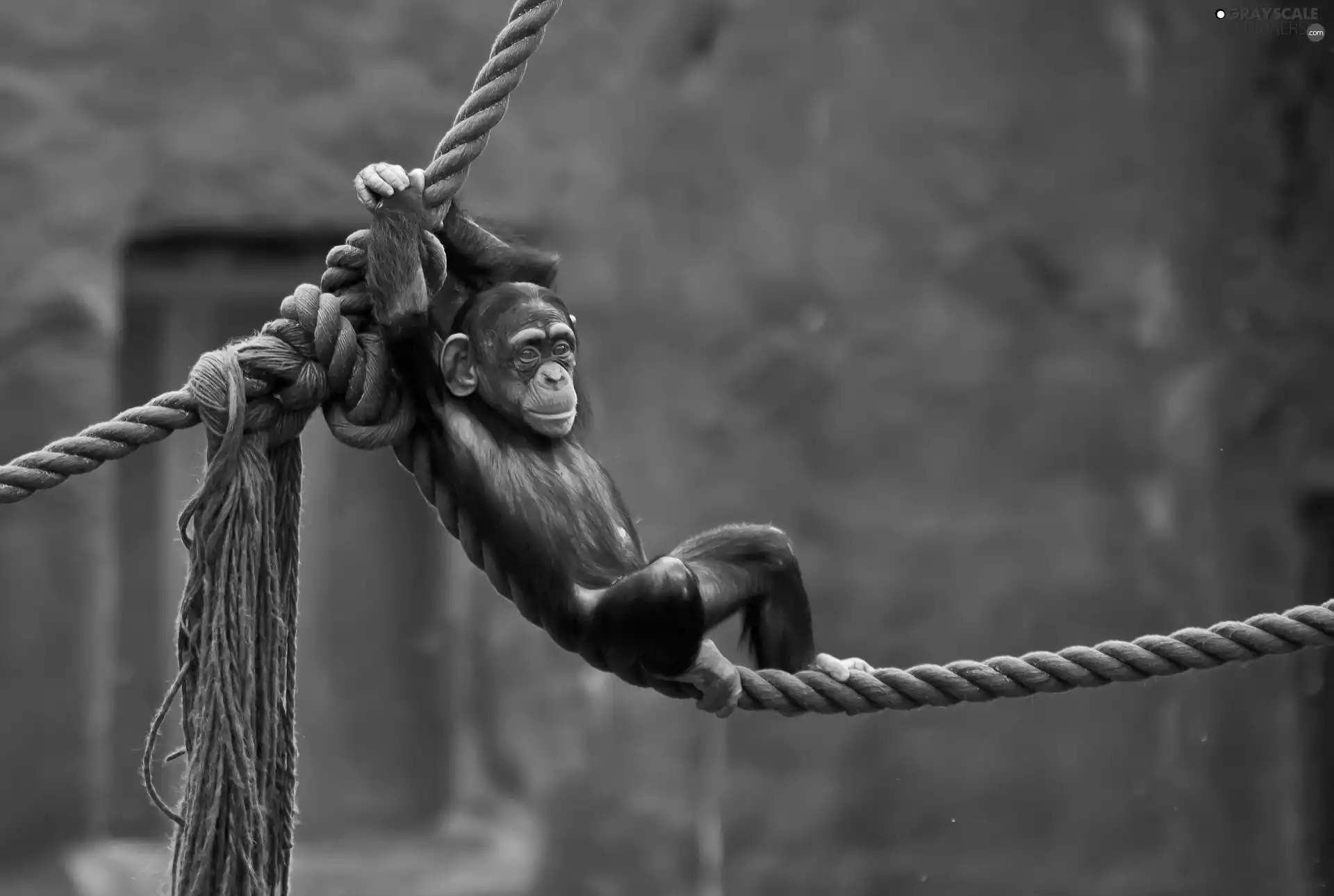 chimpanzee, an, rope, Hanging